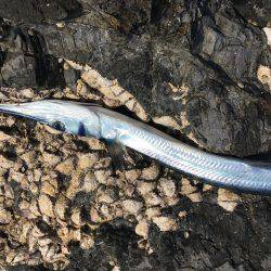 小さめアオリイカとにっくきダツ